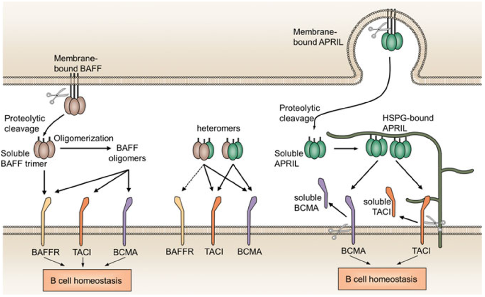 The target of B-cell activating factor receptor BAFFR