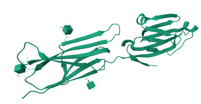 The target of Cluster of Differentiation80 CD80