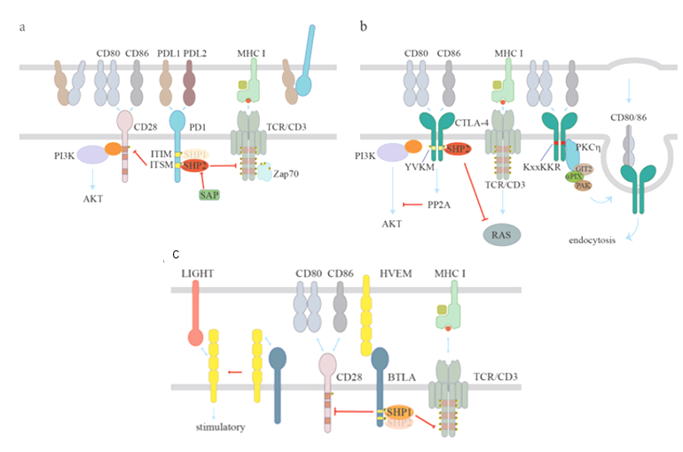 The target of Cluster of Differentiation80 CD80