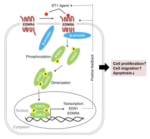 The target of Endothelin 1 receptor EDNRA
