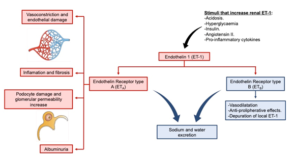 The target of Endothelin 1 receptor EDNRA