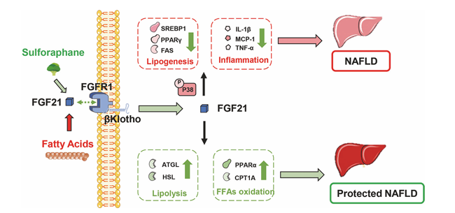 The target of Fibroblast growth factor receptor FGFR1
