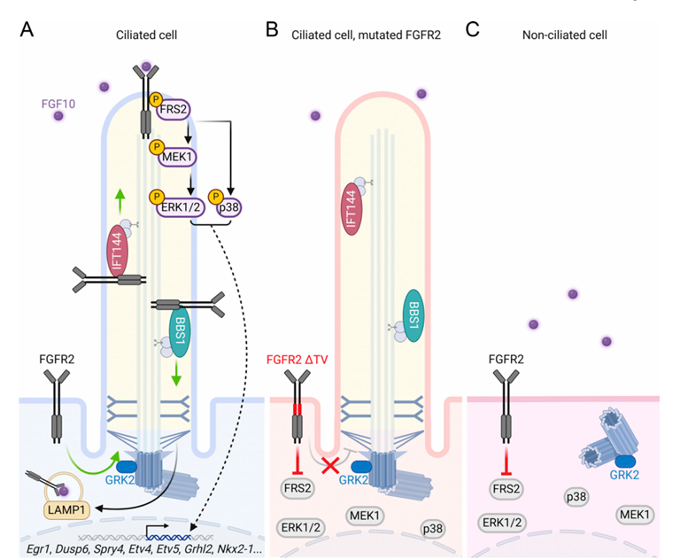 The target of Fibroblast growth factor receptor2 FGFR2