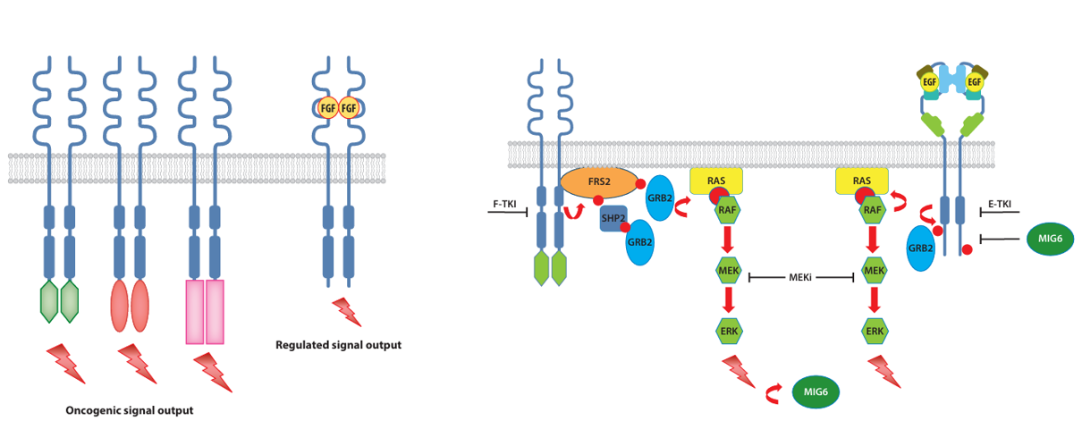 The target of Fibroblast growth factor receptor2 FGFR2