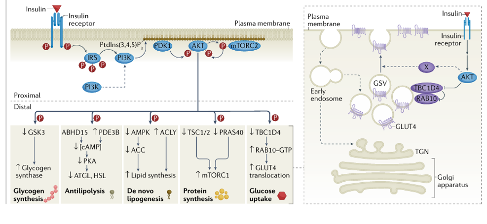 The target of Insulin receptor INSR