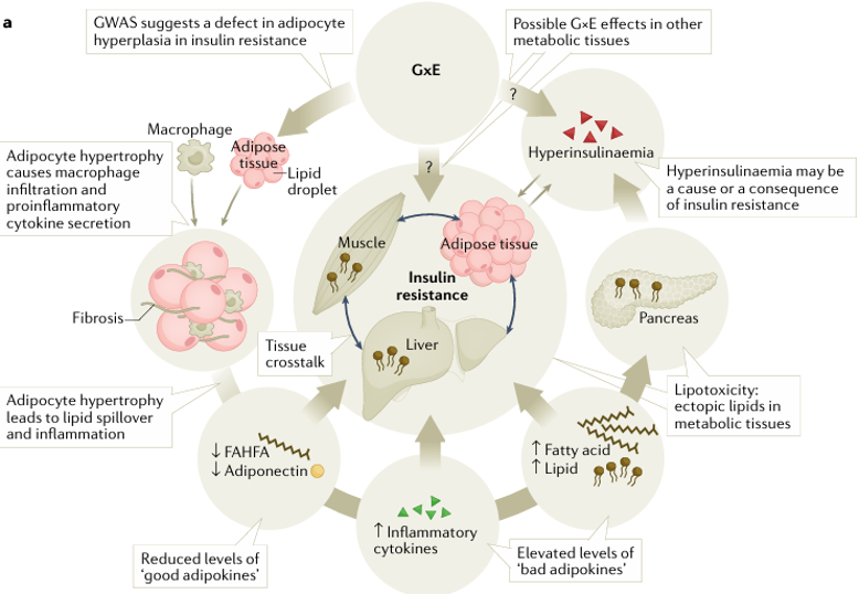The target of Insulin receptor INSR