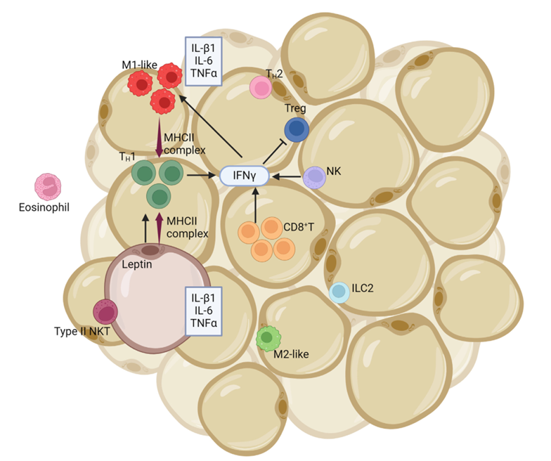 The target of Leptin receptor LEPR