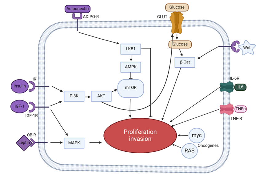 The target of Leptin receptor LEPR