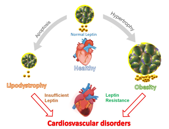 The target of Leptin receptor LEPR