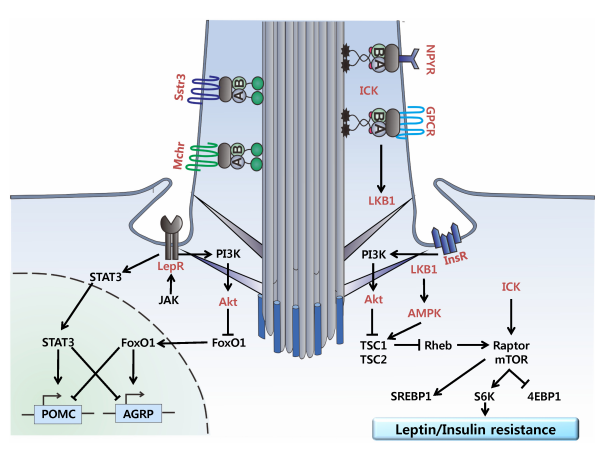 The target of Leptin receptor LEPR