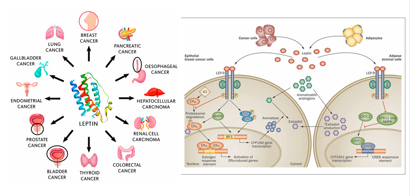 The target of Leptin receptor LEPR