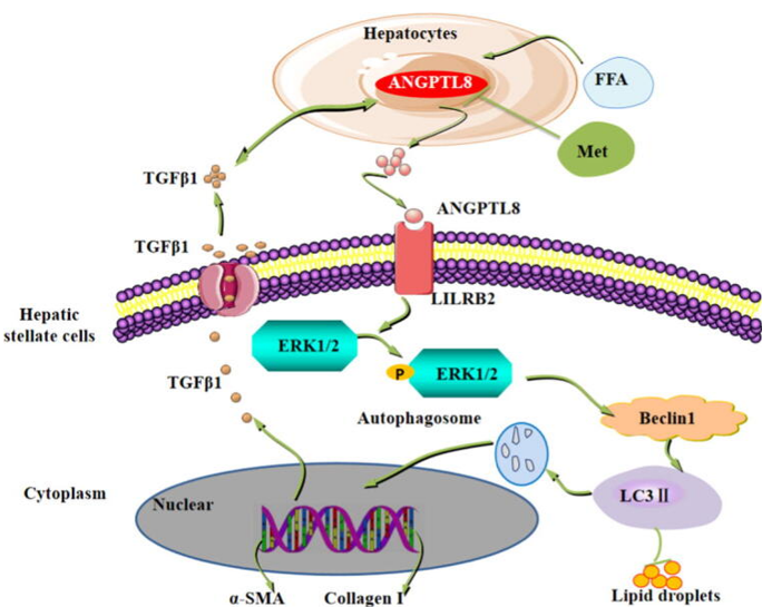 The target of Leukocyte Immunoglobulin Like Receptor LILRB2
