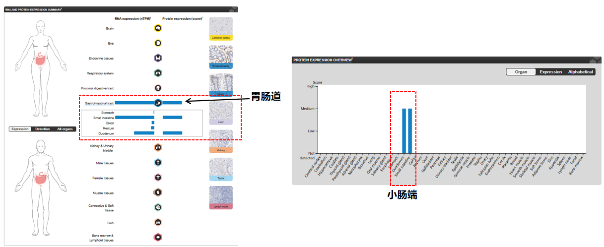 The target of MUC17 transmembrane mucin MUC17