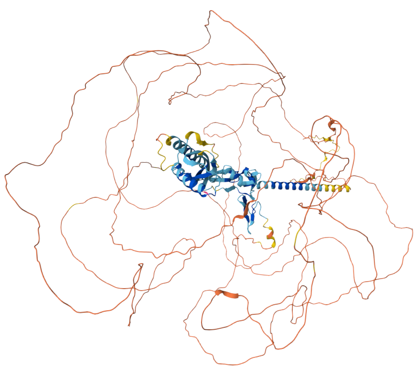 The target of MUC17 transmembrane mucin MUC17