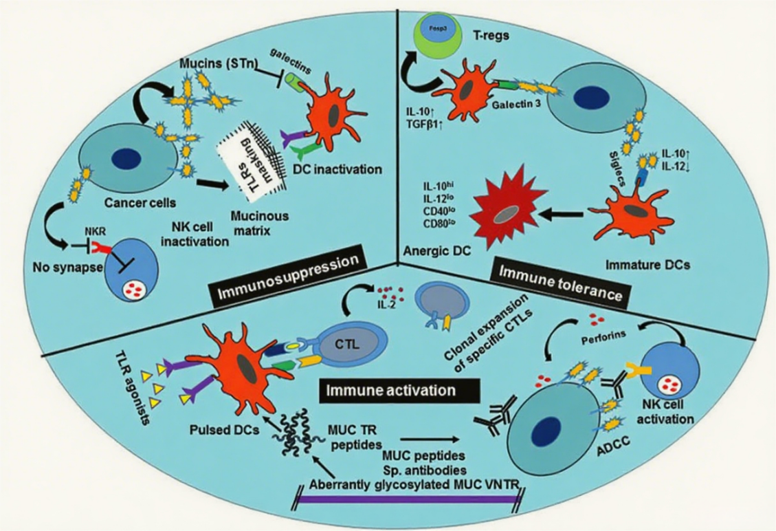 The target of MUC17 transmembrane mucin MUC17