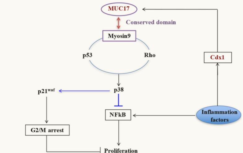 The target of MUC17 transmembrane mucin MUC17