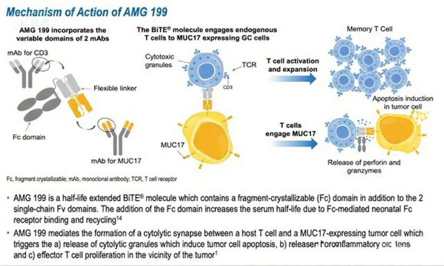 The target of MUC17 transmembrane mucin MUC17