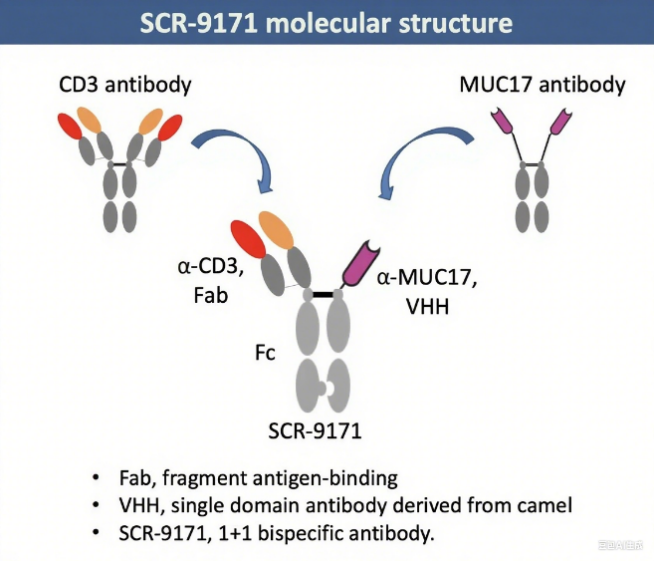 The target of MUC17 transmembrane mucin MUC17