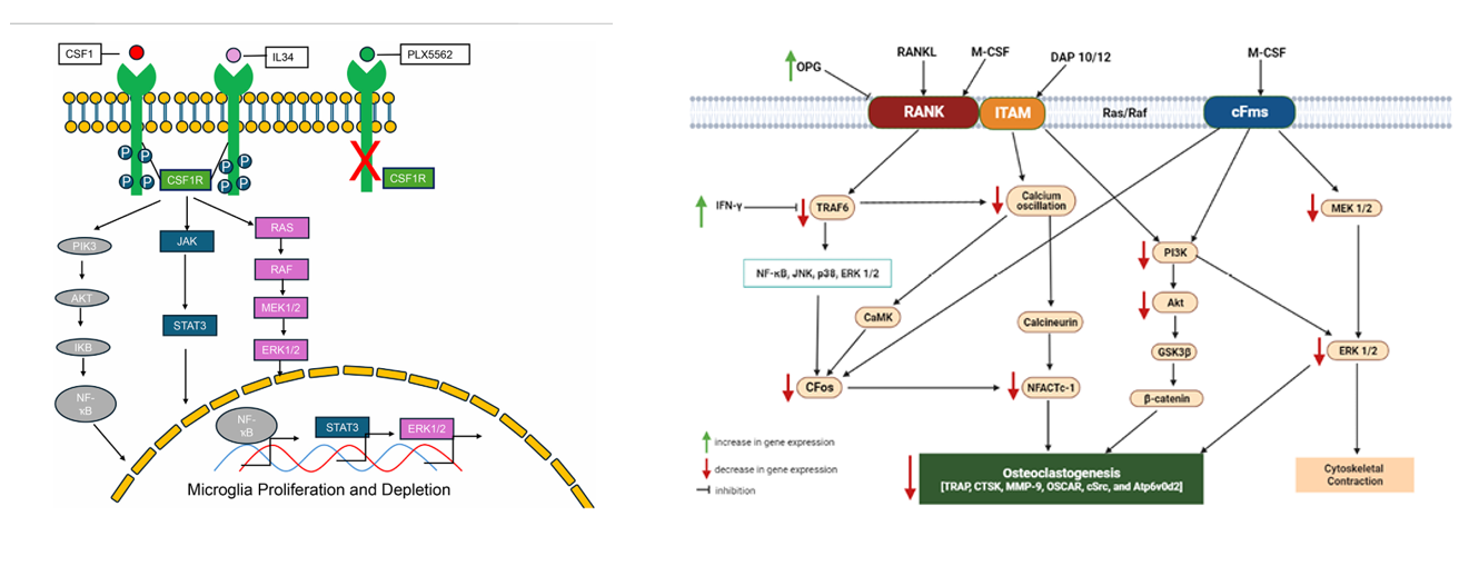 The target of Macrophage colony stimulating factor 1 CSF1