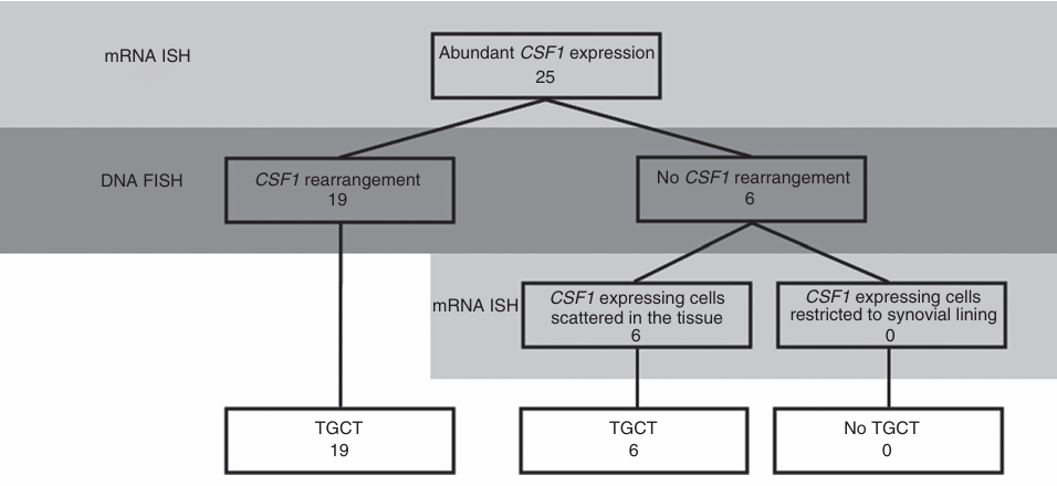 The target of Macrophage colony stimulating factor 1 CSF1