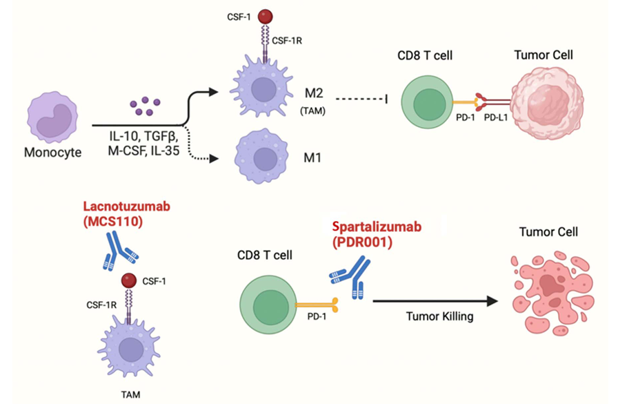 The target of Macrophage colony stimulating factor 1 CSF1