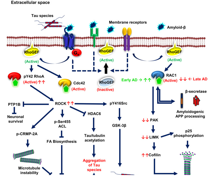 The target of Microtubule Associated Protein Tau MAPT