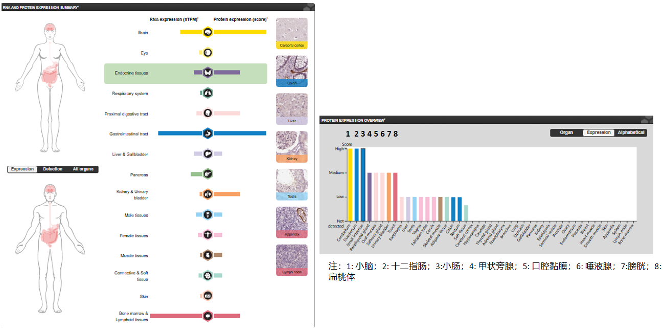 The target of Mucosal addressin cell adhesion molecule 1 MAdCAM1