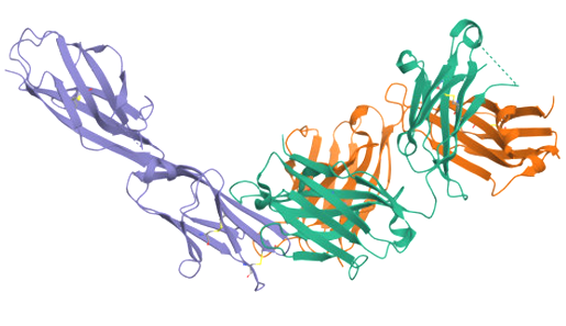 The target of Mucosal addressin cell adhesion molecule 1 MAdCAM1