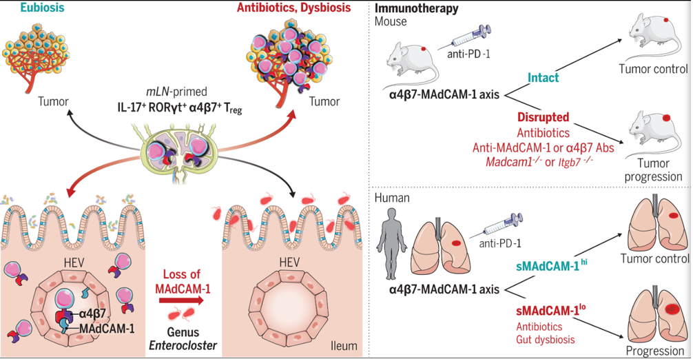 The target of Mucosal addressin cell adhesion molecule 1 MAdCAM1