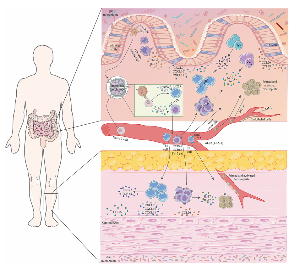 The target of Mucosal addressin cell adhesion molecule 1 MAdCAM1