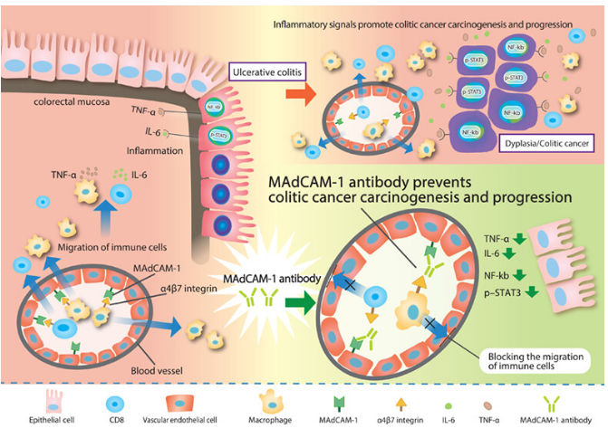 The target of Mucosal addressin cell adhesion molecule 1 MAdCAM1