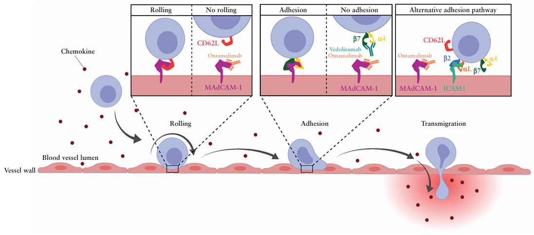 The target of Mucosal addressin cell adhesion molecule 1 MAdCAM1