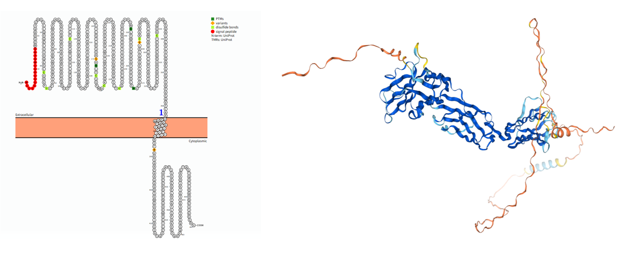 The target of Sialic acid-binding Ig-like lectin 8 SIGLEC8