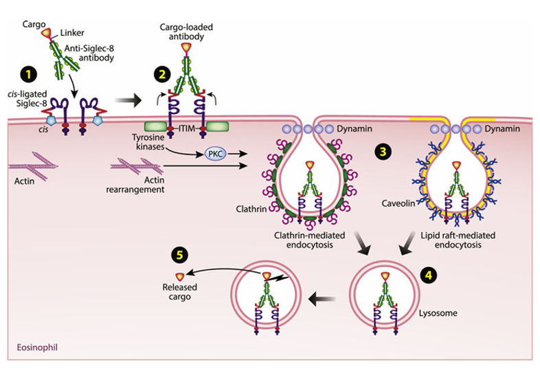 The target of Sialic acid-binding Ig-like lectin 8 SIGLEC8
