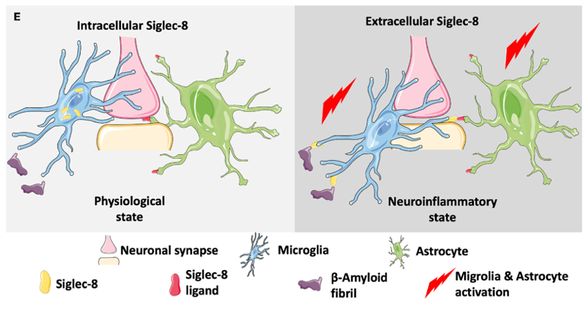 The target of Sialic acid-binding Ig-like lectin 8 SIGLEC8