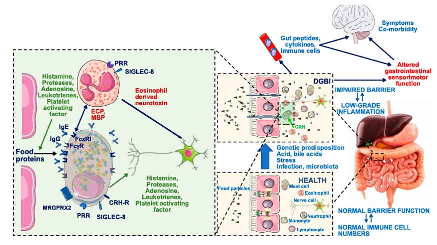 The target of Sialic acid-binding Ig-like lectin 8 SIGLEC8