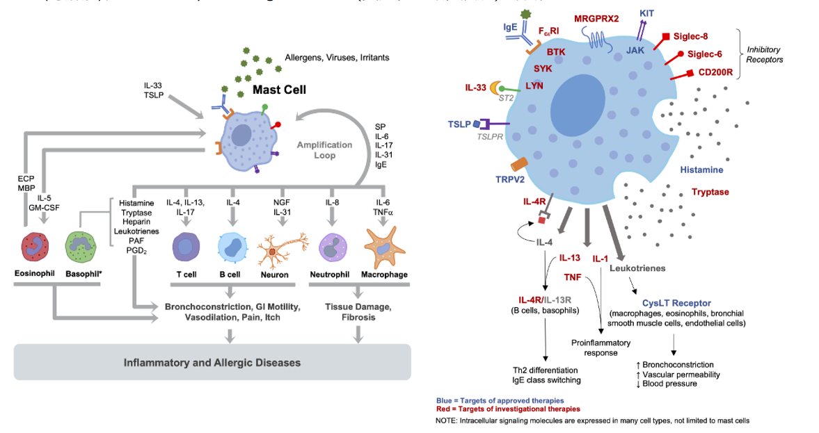 The target of Sialic acid-binding Ig-like lectin 8 SIGLEC8