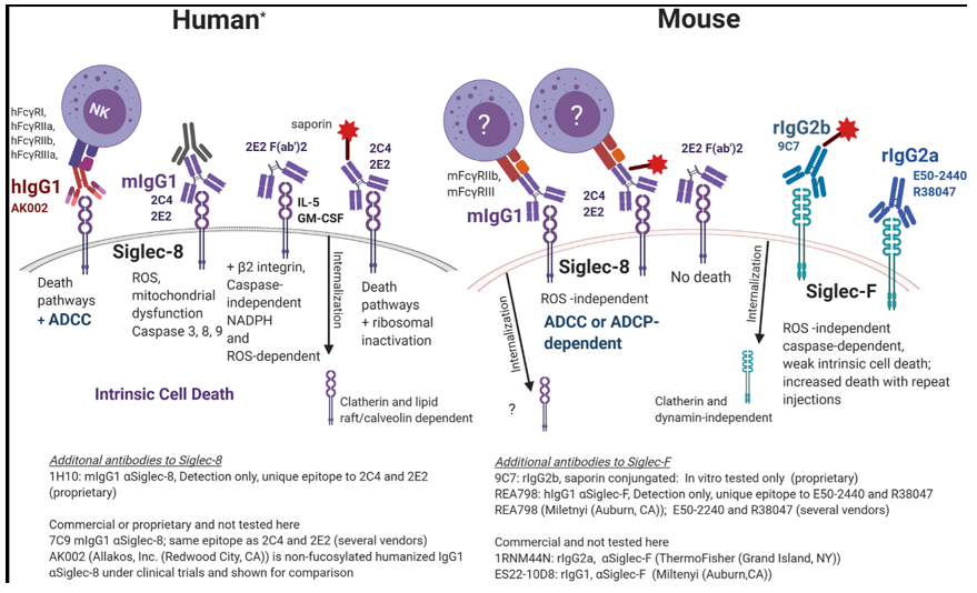 The target of Sialic acid-binding Ig-like lectin 8 SIGLEC8