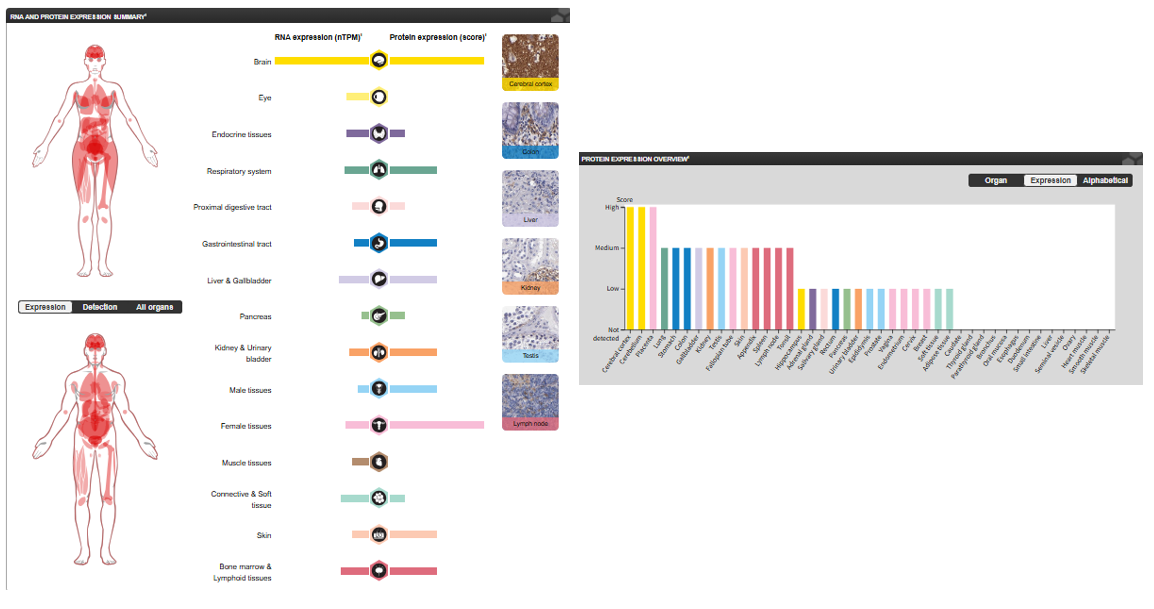 The target of Signal Regulatory Protein Alpha SIRPα