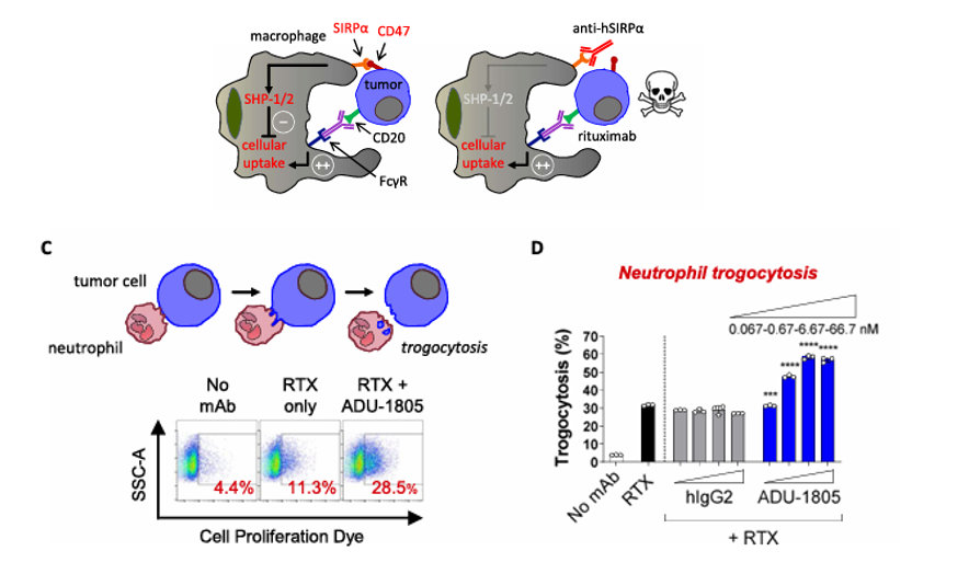 The target of Signal Regulatory Protein Alpha SIRPα