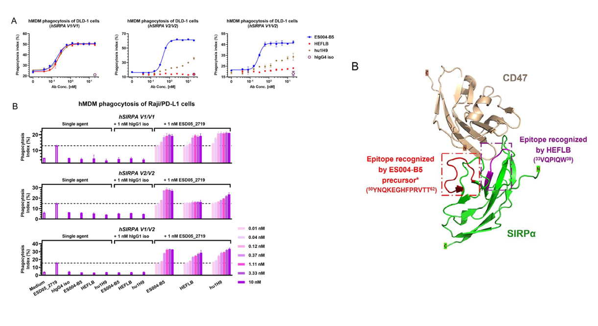 The target of Signal Regulatory Protein Alpha SIRPα