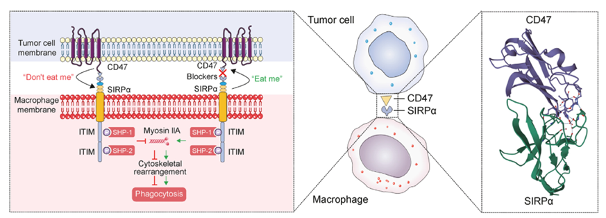 The target of Signal Regulatory Protein Alpha SIRPα