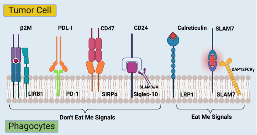 The target of Signal Regulatory Protein Alpha SIRPα