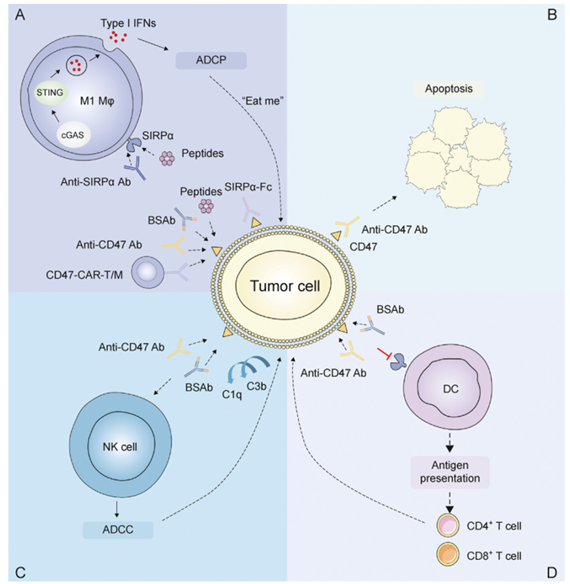 The target of Signal Regulatory Protein Alpha SIRPα