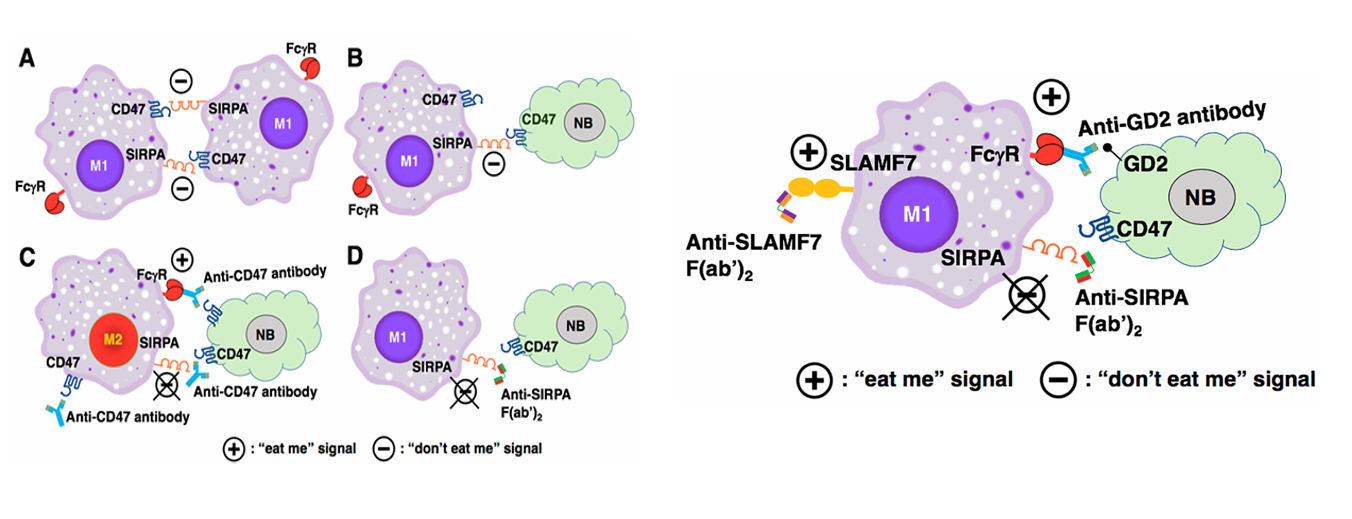 The target of Signal Regulatory Protein Alpha SIRPα