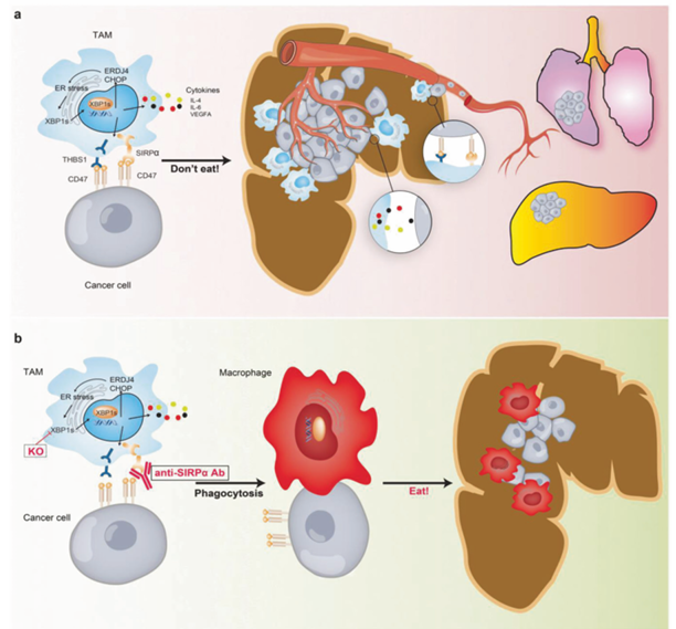 The target of Signal Regulatory Protein Alpha SIRPα