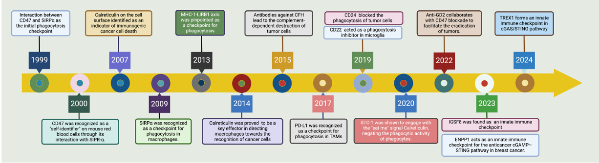 The target of Signal Regulatory Protein Alpha SIRPα