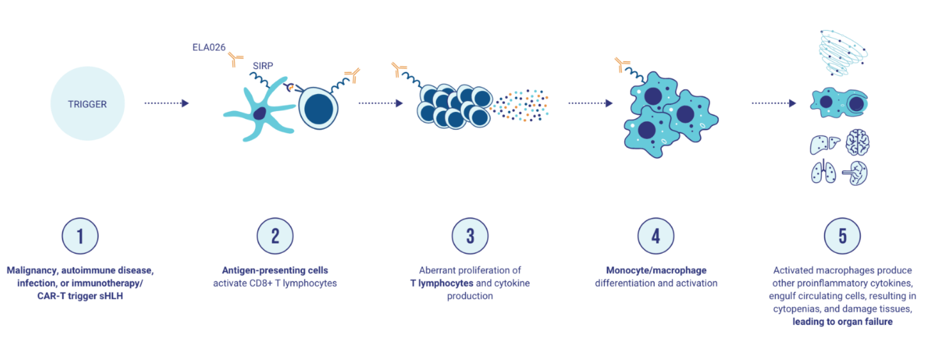 The target of Signal Regulatory Protein Alpha SIRPα