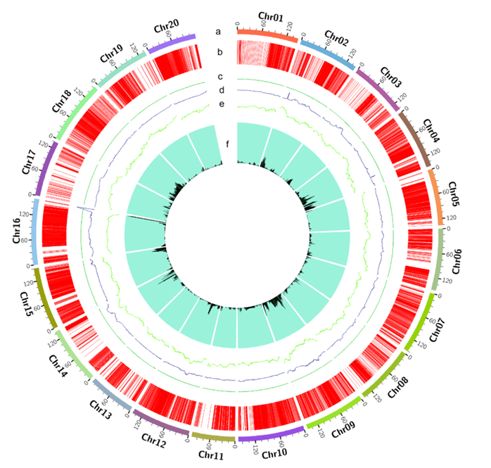 The target of Signal Regulatory Protein Alpha SIRPα
