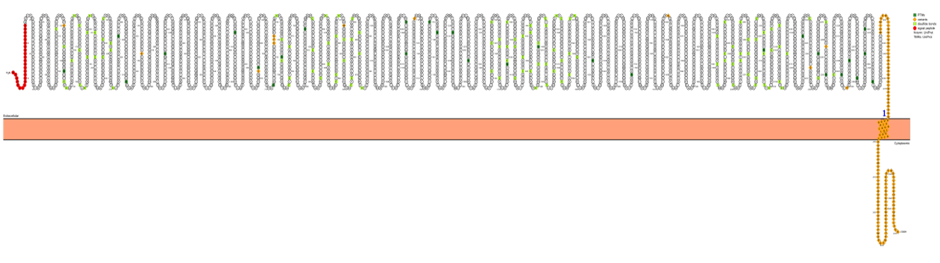 The target of Stabilin-1/STAB1